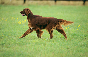 More information about getting a dog to stop running away